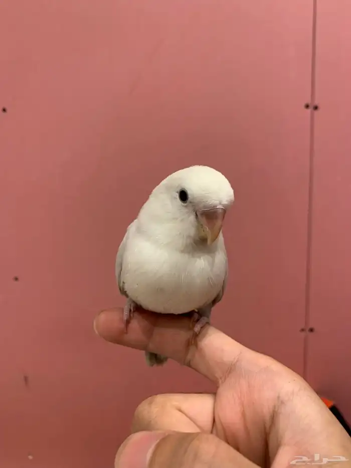 فروخ روز هدد 4