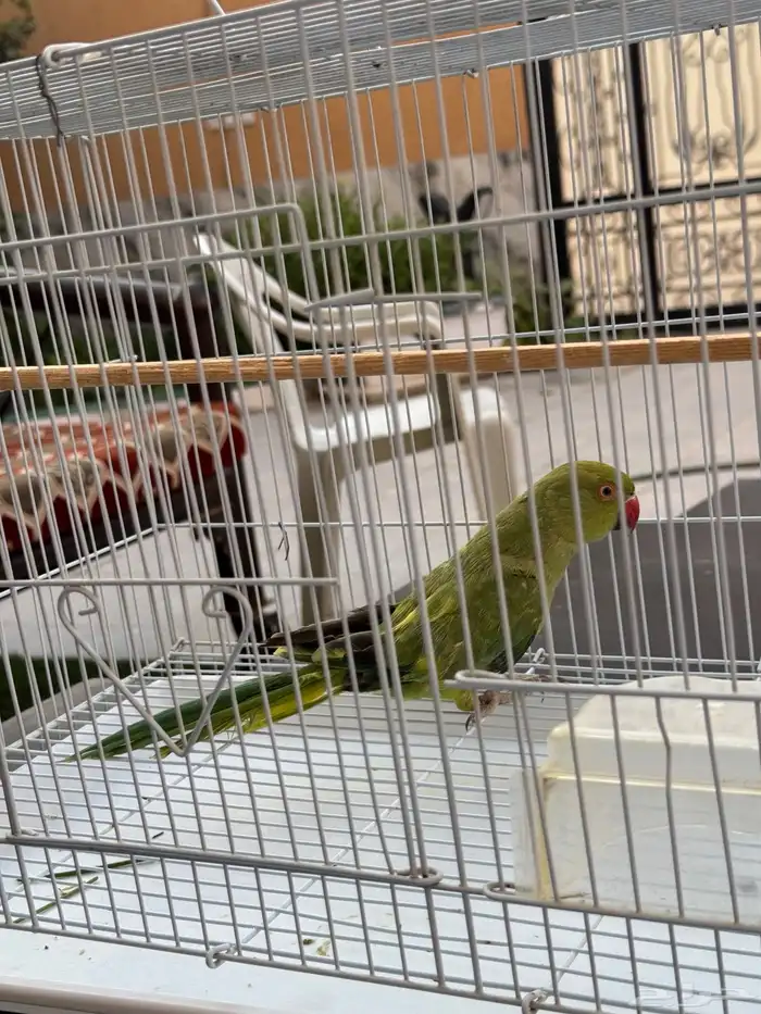 دره انثى للبيع 2