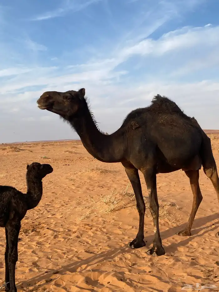 اعرض لكم ناقه خلفه 0