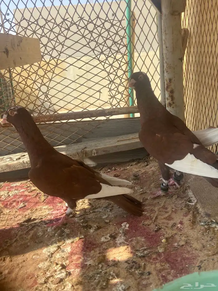 حمام مسويد حمر 4