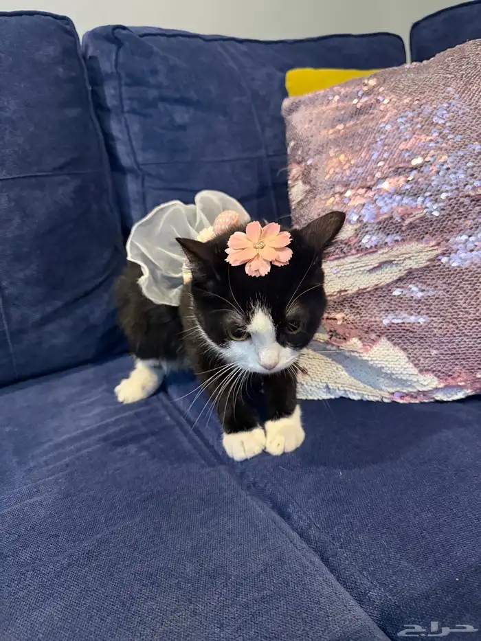 قطة للتبني 3