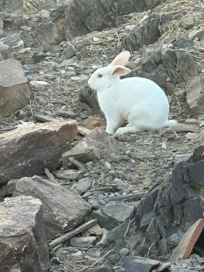 أرانب للبيع 2