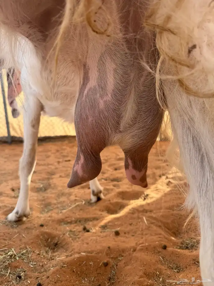 عنز مطوره حاصب 4