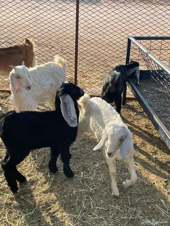 جفرات وتيوس 19