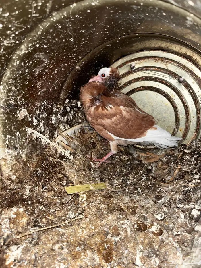 حمام جكوبين 1