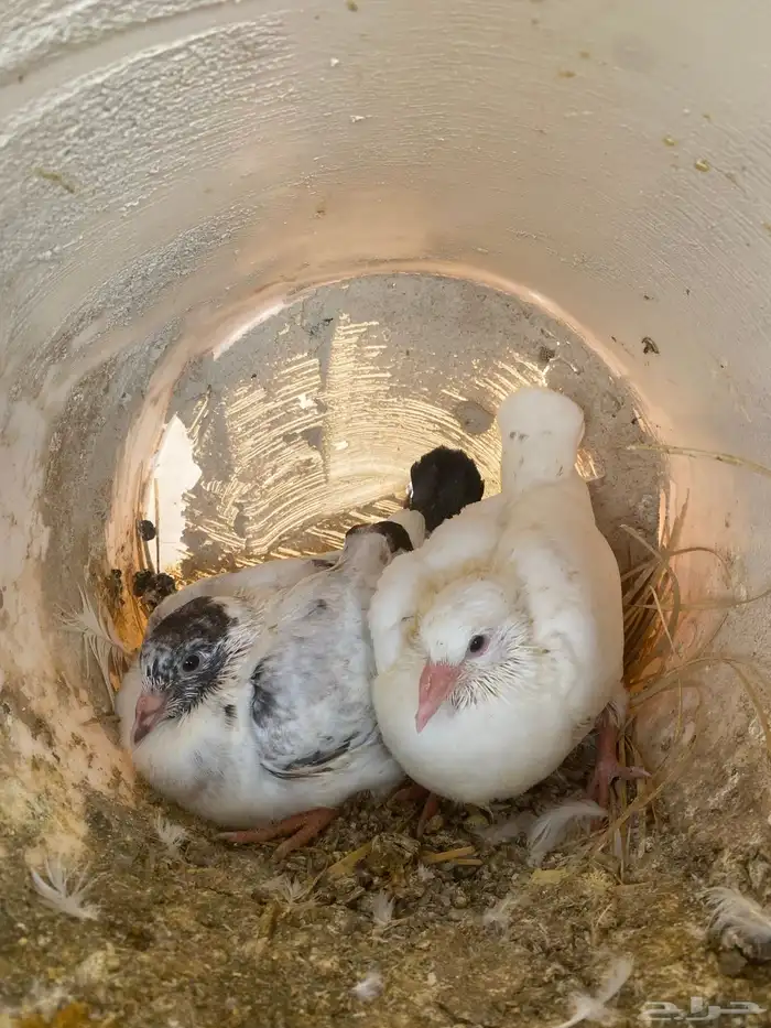 زغليل حمام فرنسي 0