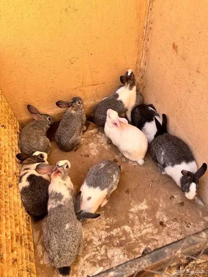 ارانب تربية وانتاج(وادي الدواسر) 0