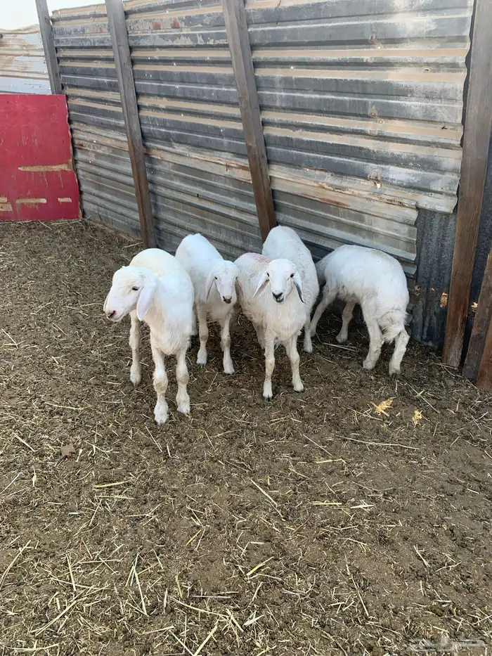 لباني حري فل الفل طيب 1