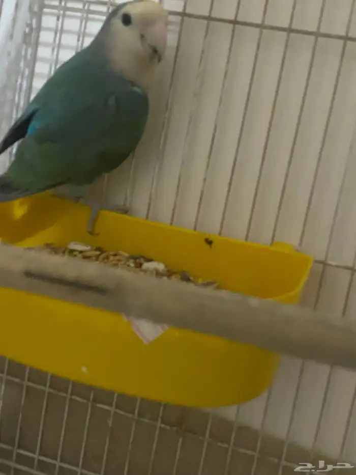 بلبول تغريد عصفور الحب ذكر روز انثي كروان 3 حبات 2