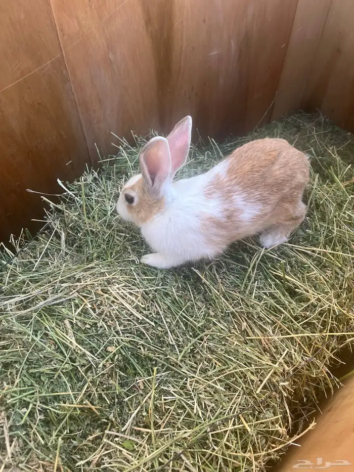 ارنب عليها 3 1