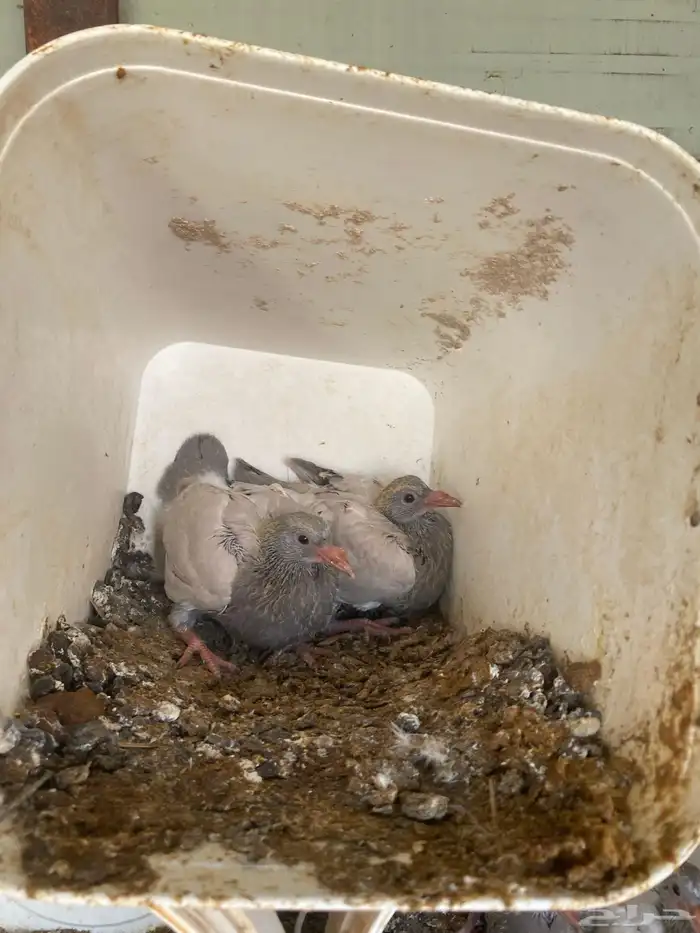 مشروع حمام منتج 10