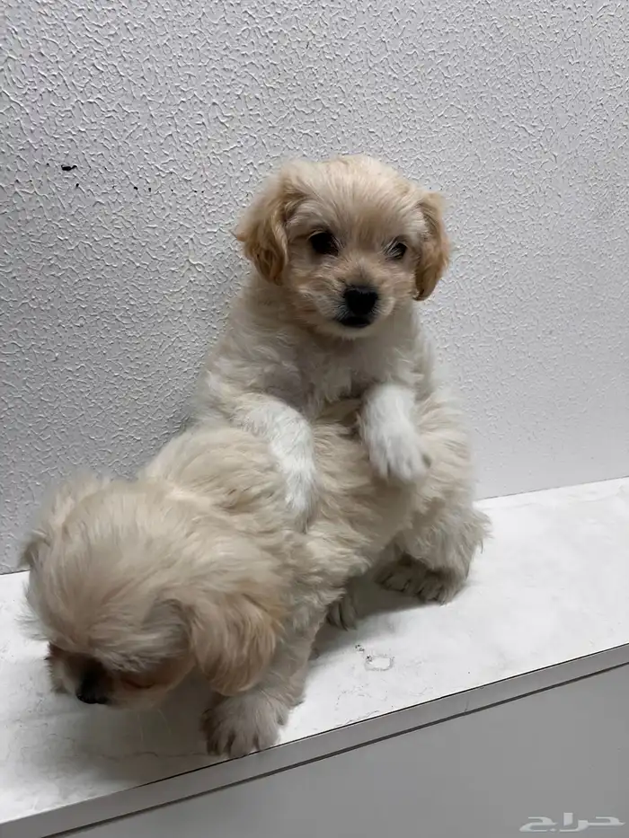 كلب مالتيز للتبني 1