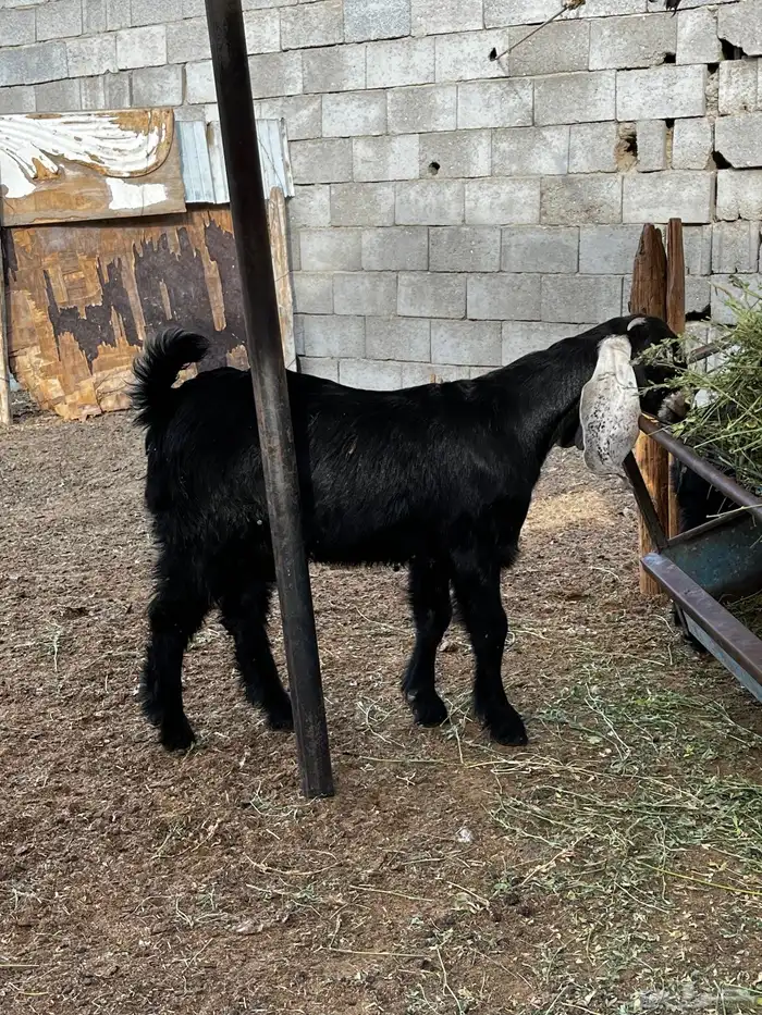 جفره طيب لبانيه 2