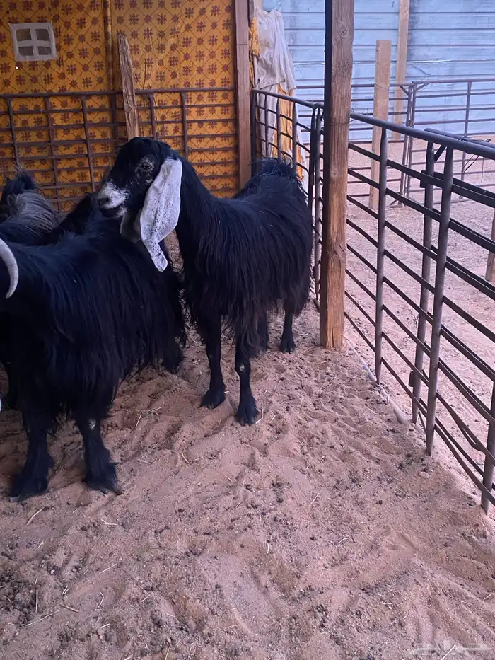 معزا عوارض 0