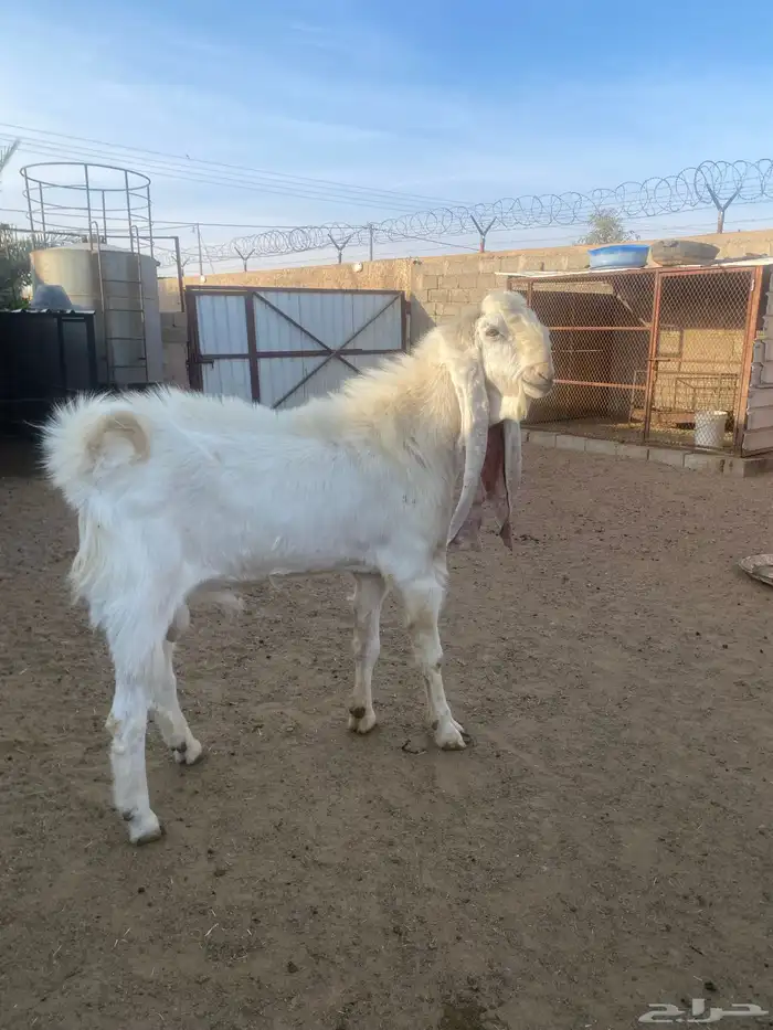 تيس فحل اللبيع 3