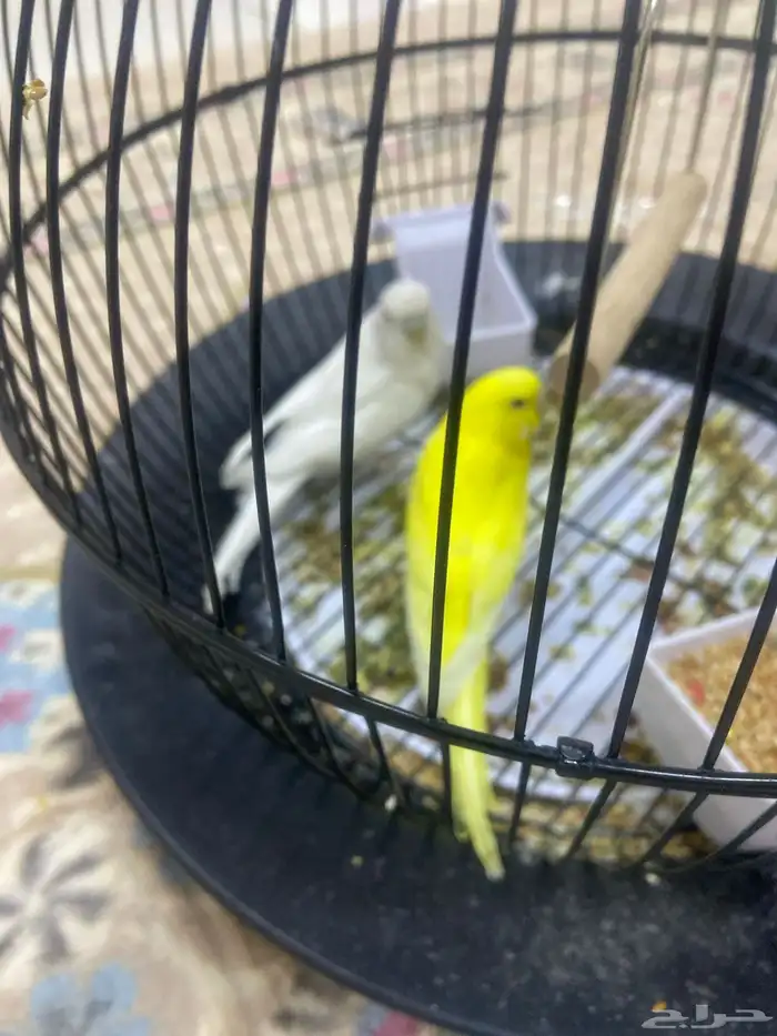 طيور للبيع مع القفص 200 0