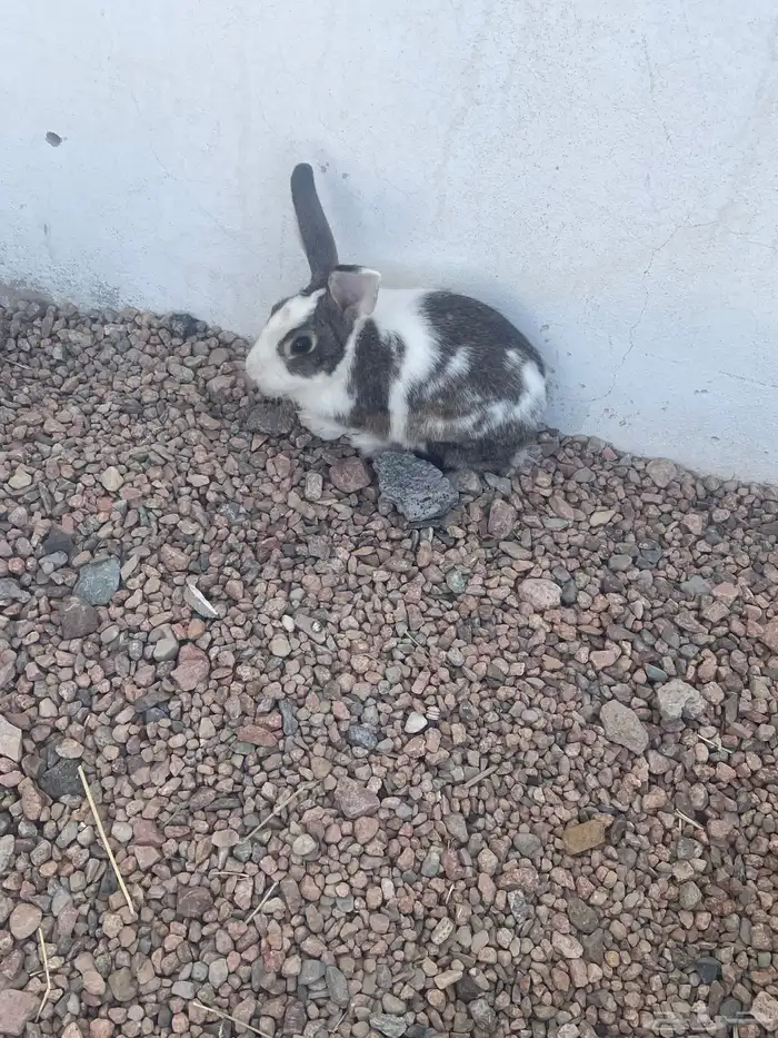 1ذكر 2 انثئ 2