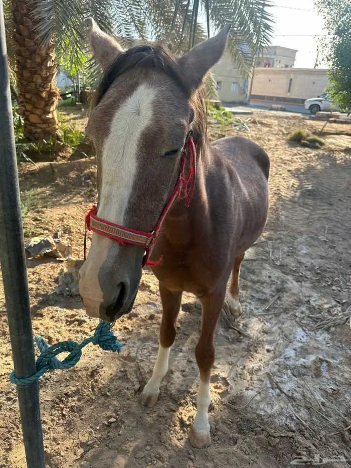 لبيع مهر سنه واخمس شهور 4