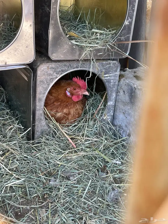 يوجد لدي دجاجه عليه 17 فرخ و 14 بيضه 2