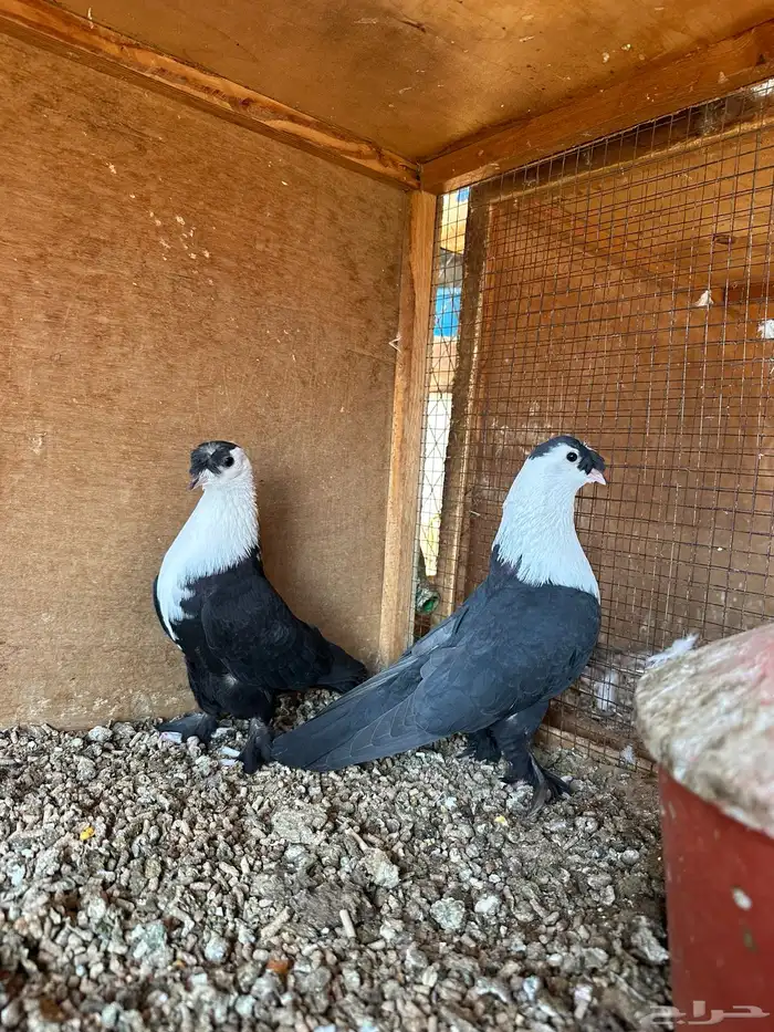 جوز لبناني اسود بفروخه 3