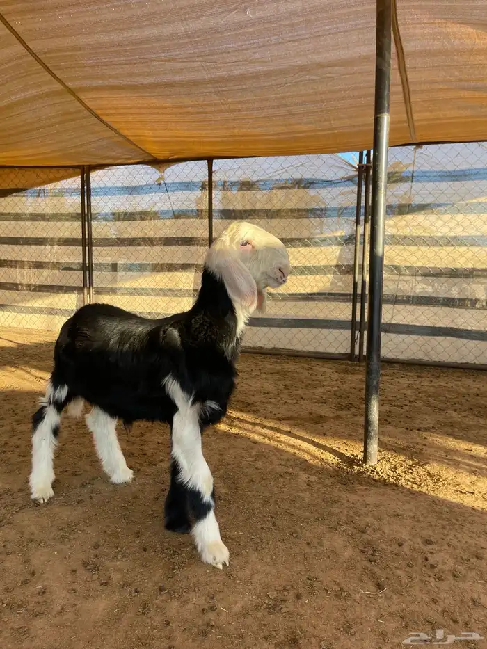 مشاريع فحول نجد 1