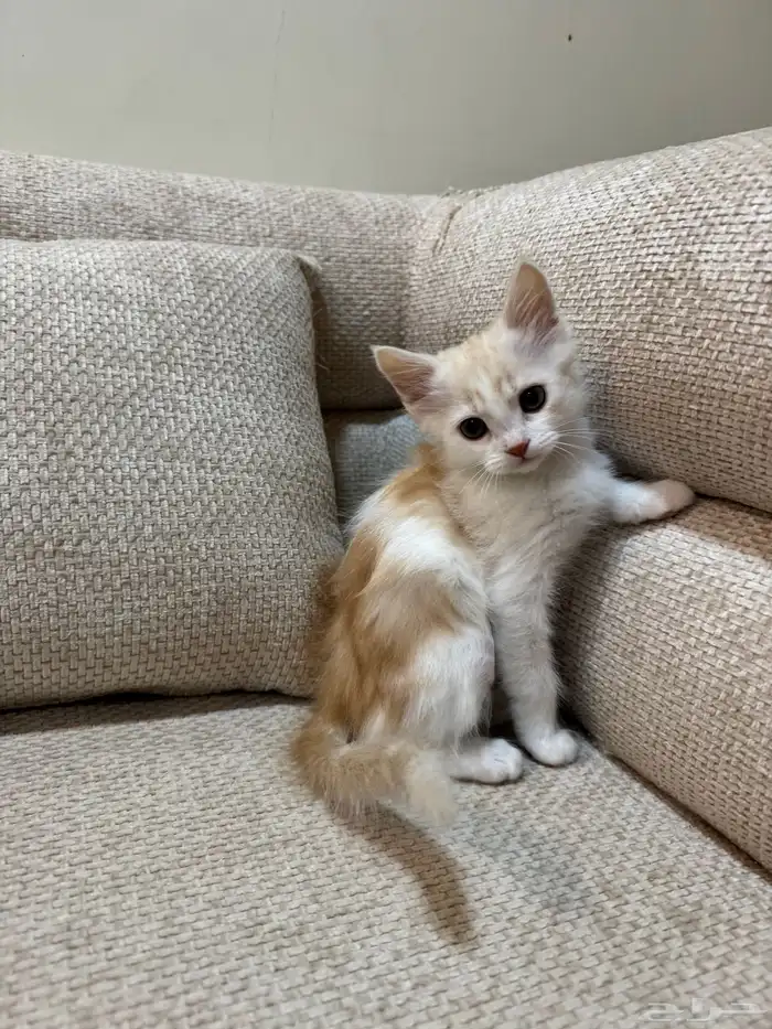 قطط للبيع 4