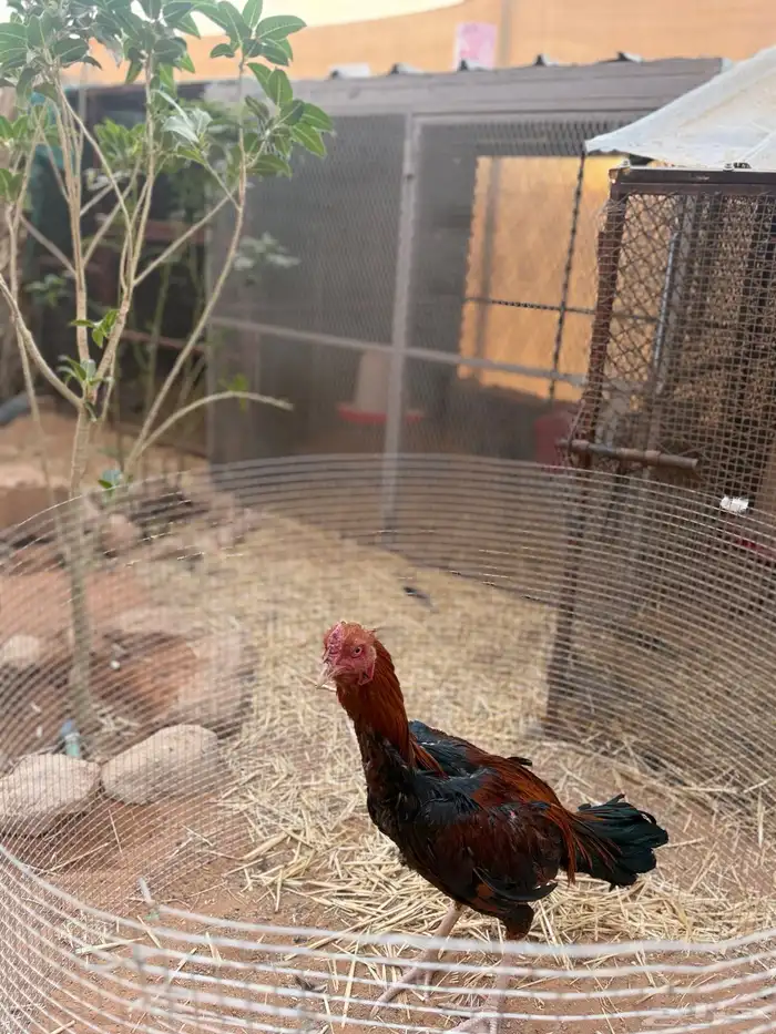 للبيع ديك باكستاني 0