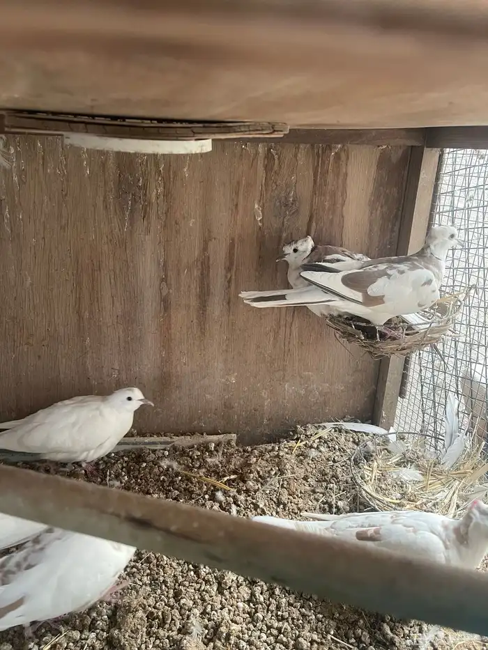 للبيع حمام قماري هولندي 2