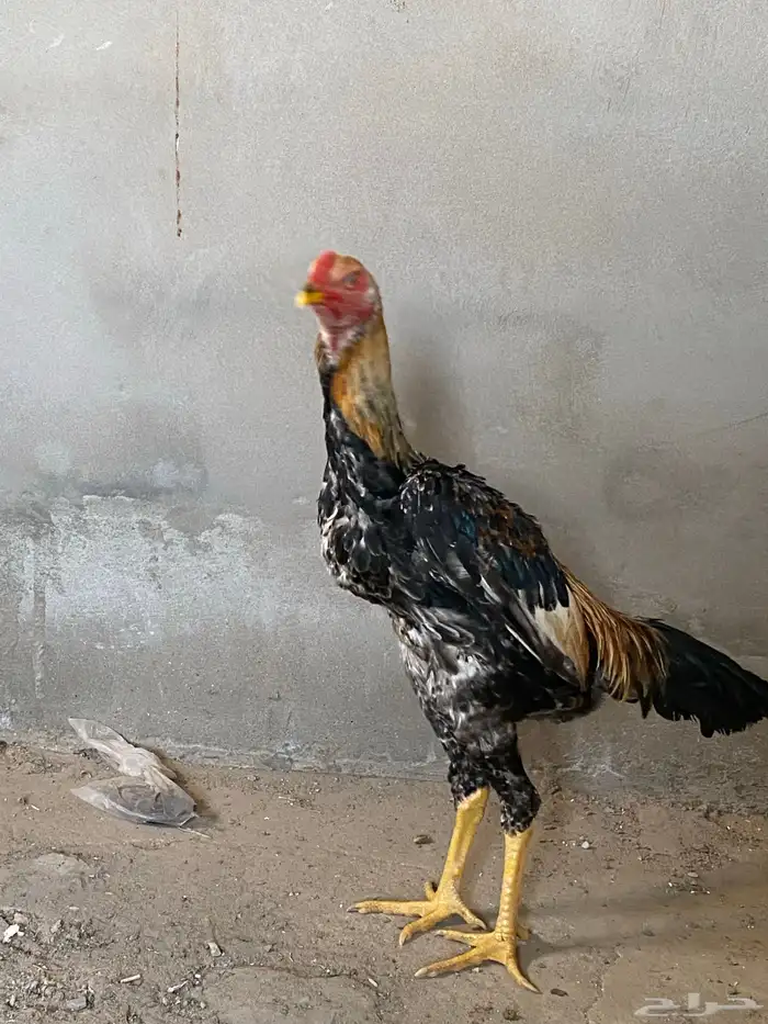 ديك شامو ياباني فاخر 1