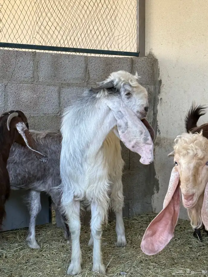 فحل مطور جذع 1