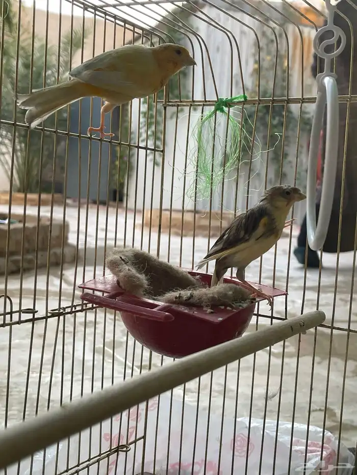 كناري سوري 7