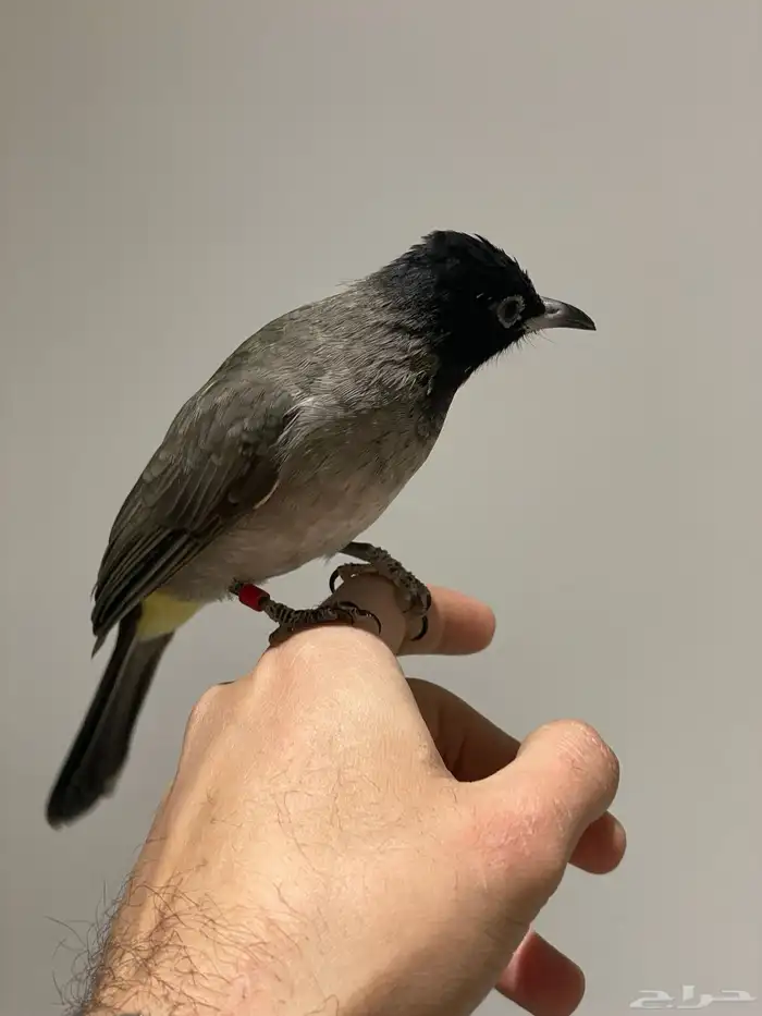 بلبل ذكر سوري 1