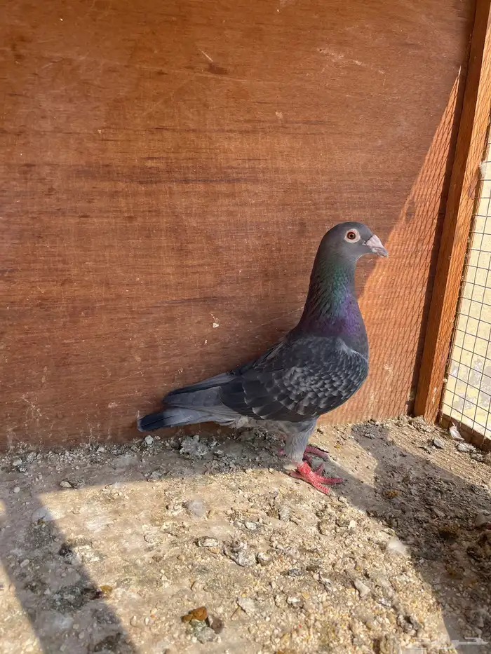 جوز زاجل سباق 1