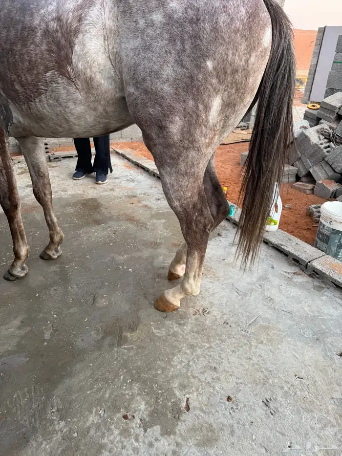 حصان صرعة عربي اصيل ابن مستند الخالدية 0