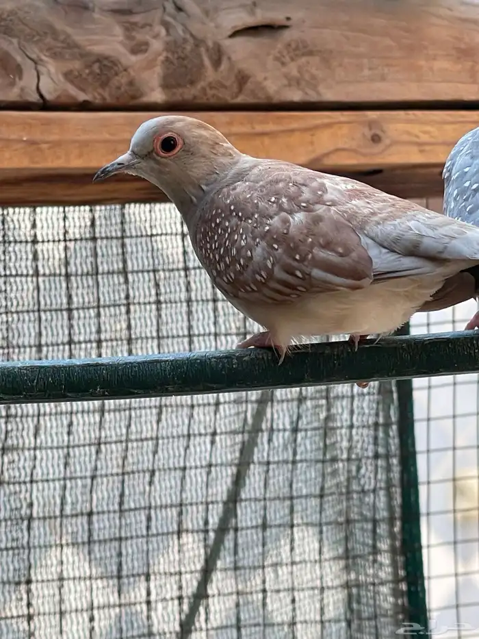 حمام يمام ماسي ملكي 14