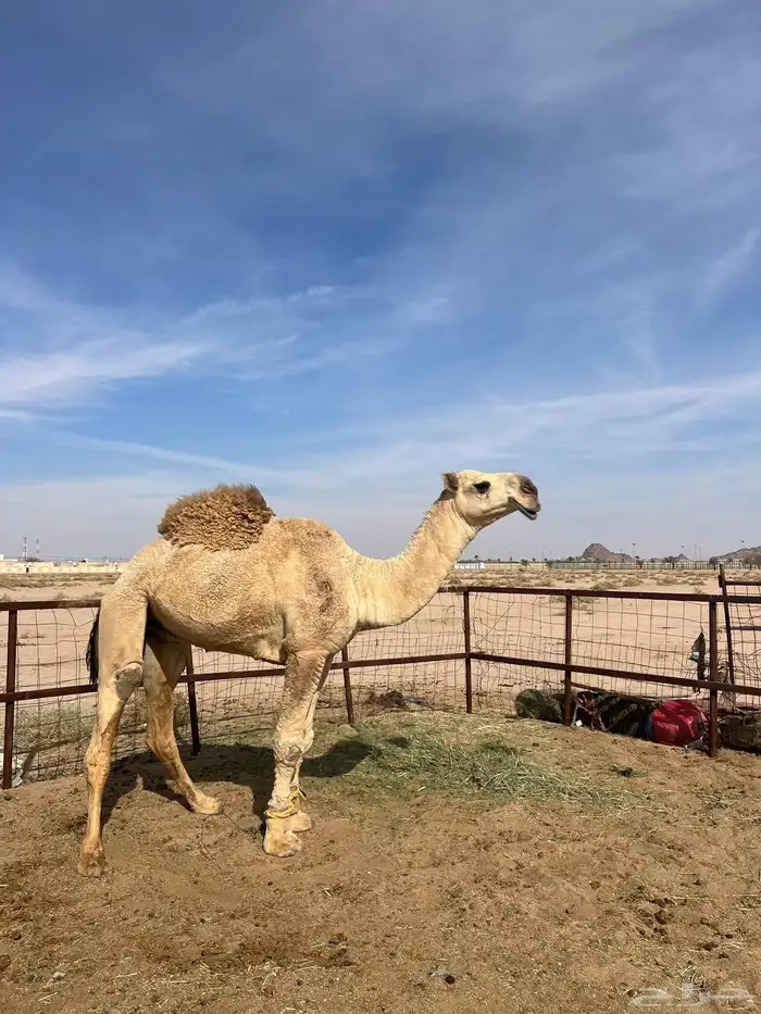 بعير باتلي 1