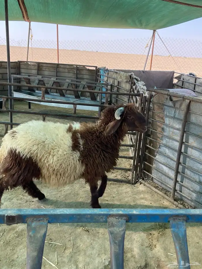 خاروف ذبيحه 1