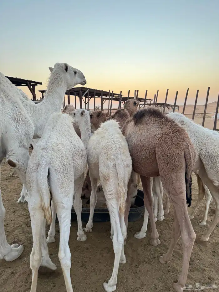 بيع حواشي وبكار 3