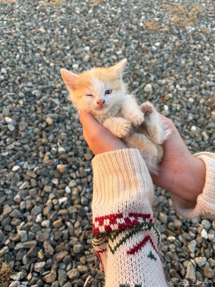 قطط للتبني 1