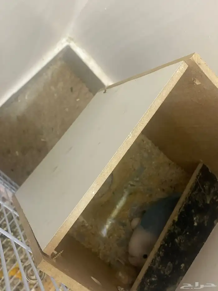 زوج روز منتج 1