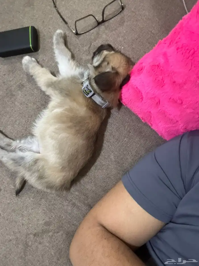 كلب صغير هجين شيتوس ومالتيز واضح في الصوره عمر شهرين 1