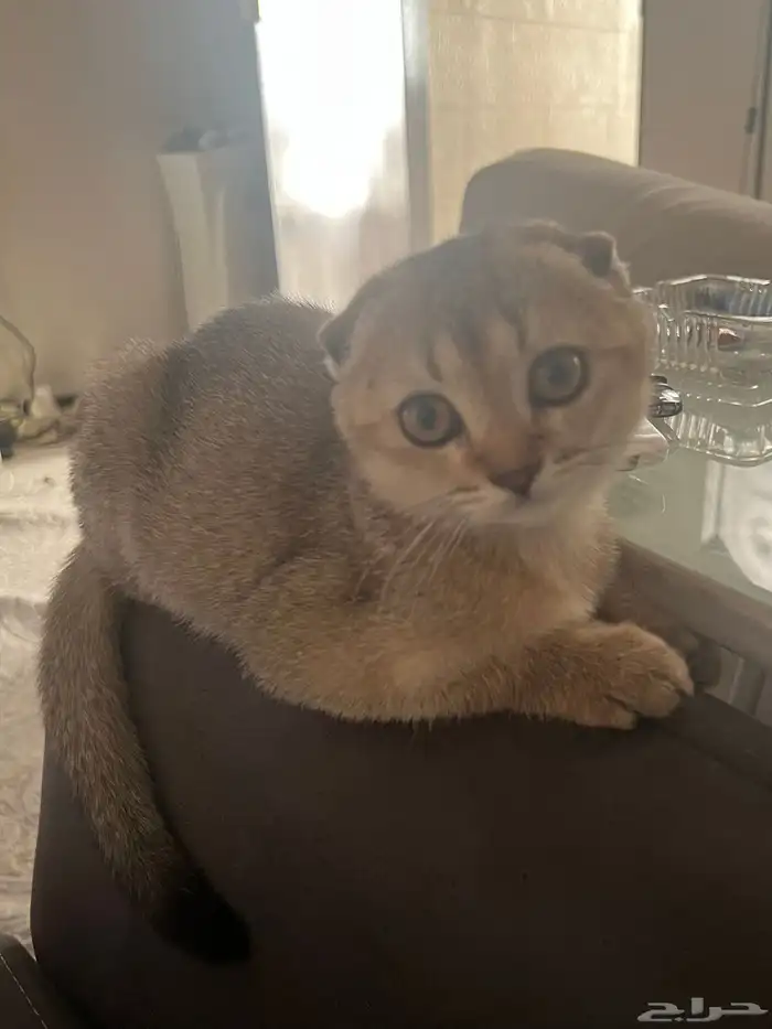 كيتن سكوتش فولد (3 أشهر) 0