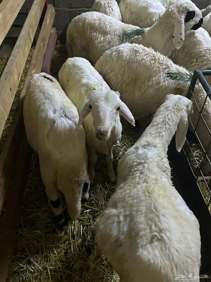 سواكن بيض تربيه 17