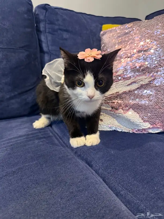 قطة للتبني 2