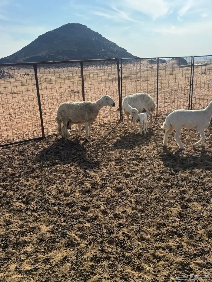 حبص ولد ثنتين معهن على واحد ورخل عمرها ثلاث شهور 3