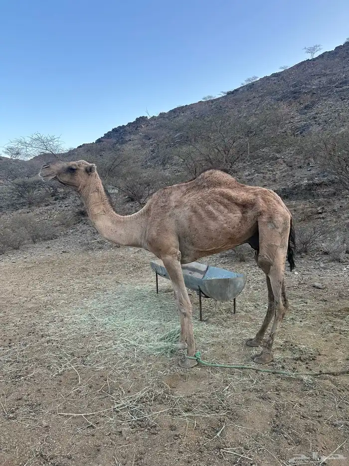 ناقه فاطر عوادي 0