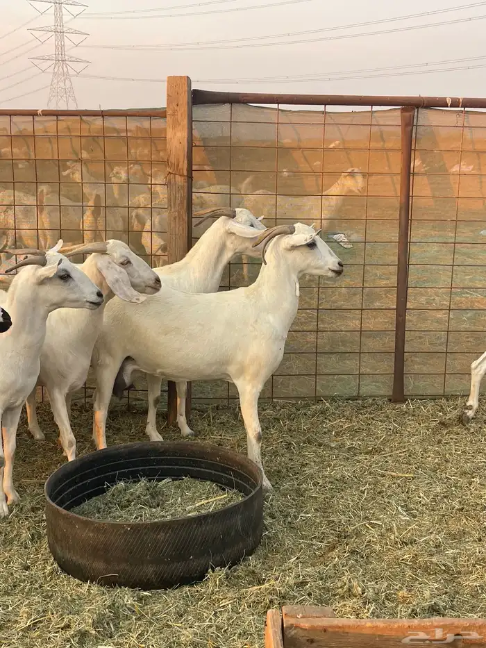 معزا بيشيات صنف ولد شي فاخررر من الاخر منوة القاني تم البيع 4