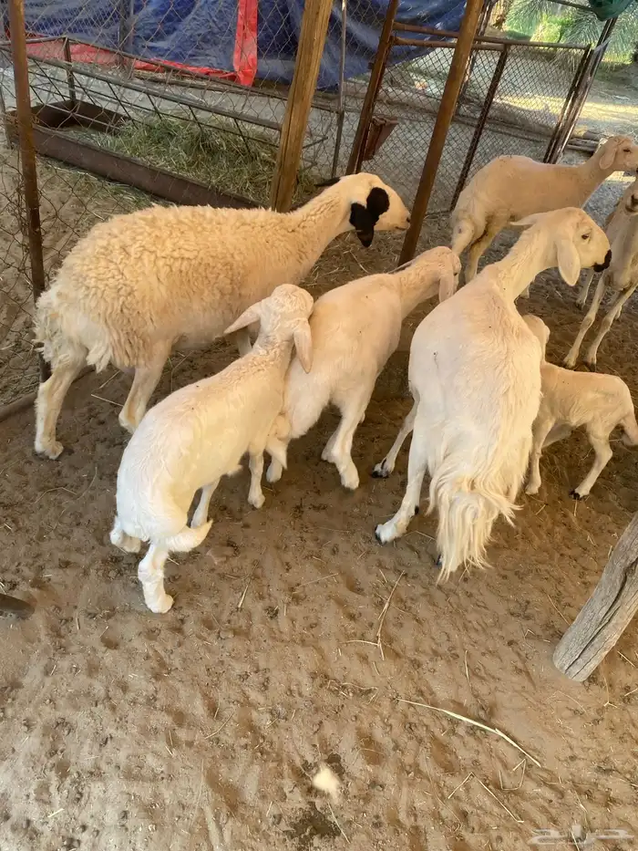 ضان متابيع 0