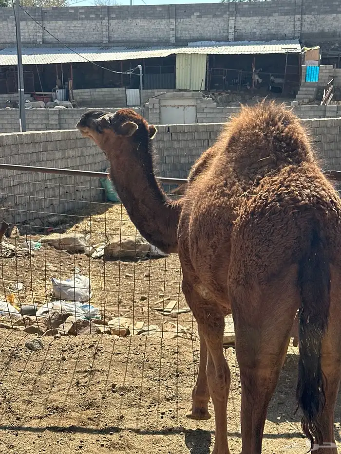 قعود للبيع شحم 1