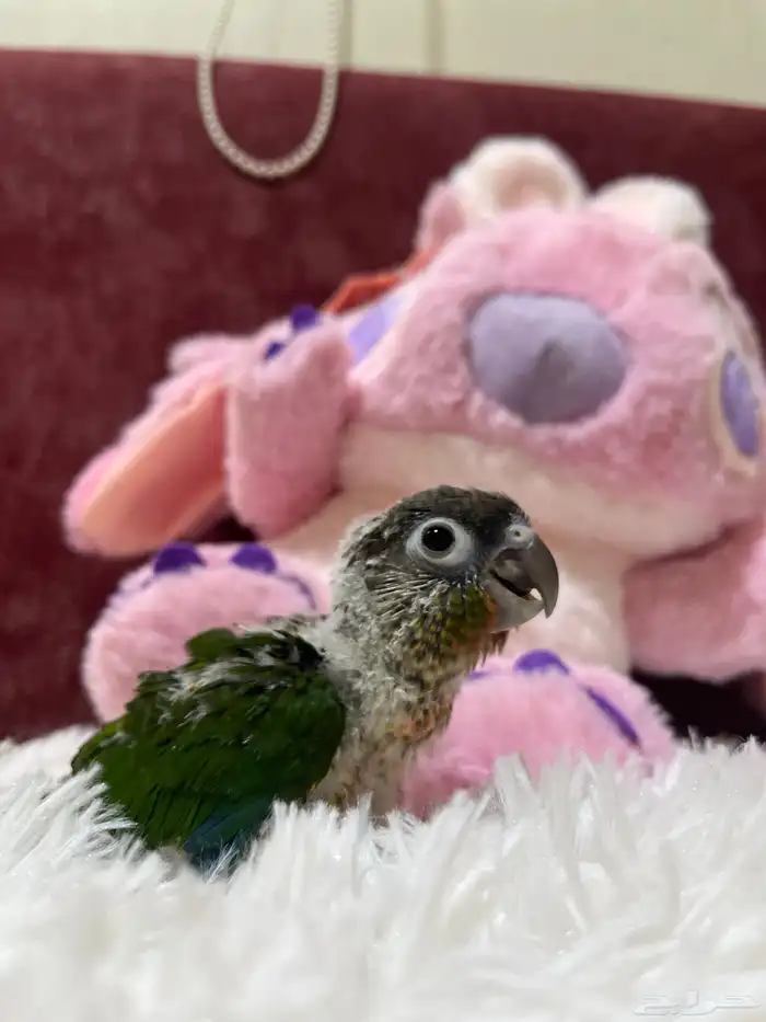 فروخ كنيور للبيع 1